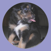 Puppy raspberry stickers