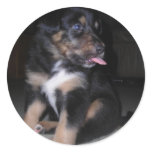 Puppy raspberry sticker