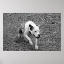 Puppy Running Print