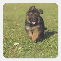 Puppy Running Sticker