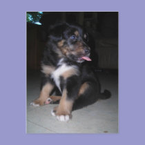 Puppy shows some tongue- postcard postcards