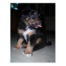 Puppy shows some tongue- postcard