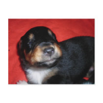 Puppy smile postcards