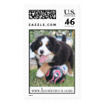 Puppy Soccer Mia postage