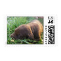 Puppy Stamp