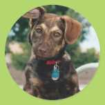 Puppy Round Sticker