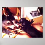 puppy suckling mother print