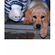 Puppy t-shirts by traveller9 Puppy t-shirts