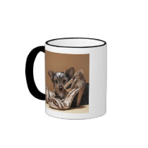 Puppy with damaged shoe mugs