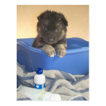 Puppy's Bath Time Campaign Postcards