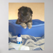 Puppy's Bath Time Posters