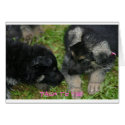 Pups cards