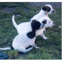 Pups photo sculptures by danielle76d Pups photo sculptures