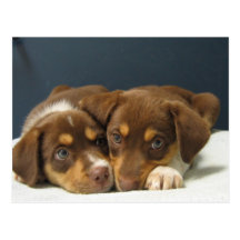 Pups Postcards