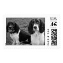 pupstamp
