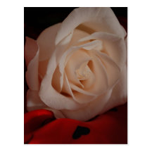 Pure Beauty Postcard
