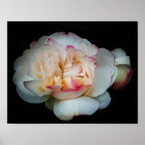 Pure Bliss Rose Poster