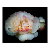Pure Bliss Rose posters