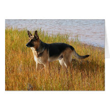 Pure Bred German Shepherd Photo on Note Card