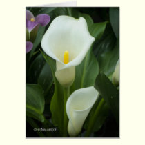 Pure Calla cards