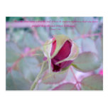 Pure Elegance Postcard