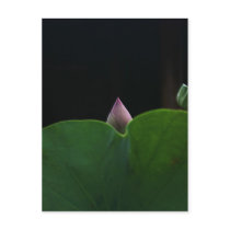 Pure postcards