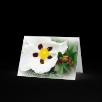 Pure White & Bright Blossom flower Greeting Card cards