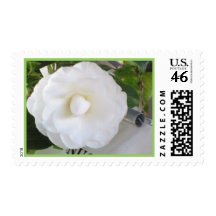 Pure White Camellia Postage