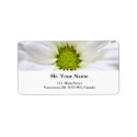pure white daisy flower address label