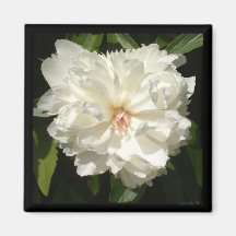 Pure White Peony Refrigerator Magnets
