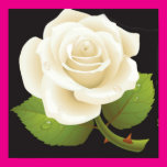 Pure White Rose Posters