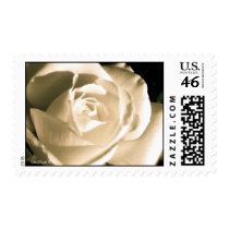 Pure White Wedding Rose postage
