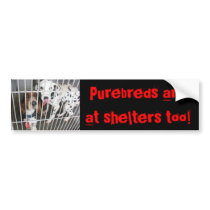 Purebreds Too bumper stickers by romeolover410 Purebreds Too bumper stickers