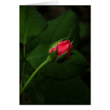 Purely Pink Rosebud Note card