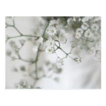 Purity Postcard