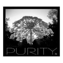 Purity posters