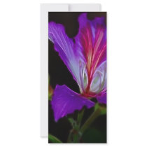 Purity rack cards