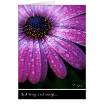 Purple African Daisy, by Anna Wight cards