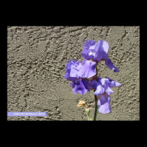 Purple Against the Wall posters