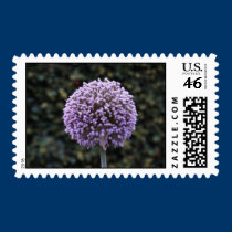 Purple Allium   Postage Stamp stamps
