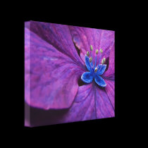 Purple and Blue Hydrangea Close-up canvas wrap canvas prints