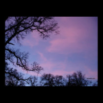 purple and blue sunset in forest posters