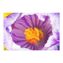 Purple and Gold Spring Crocus canvas prints