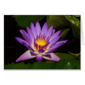Purple and gold water lilly cards by ngibson Purple and gold water lilly cards