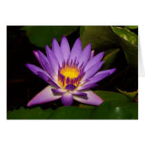 Purple and gold water lilly cards