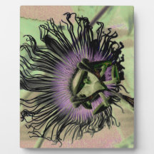 Purple and Green Passion Flower Bloom Plaques