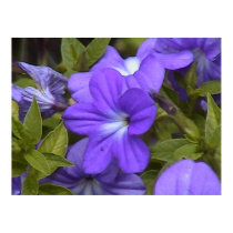 Purple and Green posters by Kimberwitch Purple and Green posters