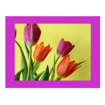 Purple And Orane Tulips Postcards