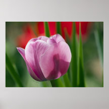 Purple and Pink Tulip in Spring Print
