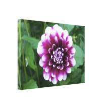 Purple and White Dahlia Canvas Print